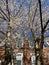 Pair of Tall Cherry Blossom Trees in Spring