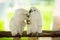 pair of Tanimbar Corella (Cacatua goffiniana) also known as the Goffin\\\'s cockatoo kissing
