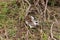 Pair of Tanzanian Red-billed hornbills