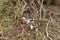 Pair of Tanzanian Red-billed hornbills