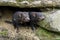 A pair of Tasmanian Devils in Tasmania in Australia.