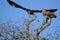 A pair of Tawny Eagles