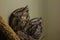 A pair of Tawny Frogmouths