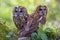 Pair of tawny owls