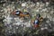 Pair of Termite Soldiers on a Rock in Thailand