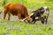 Pair of Texas longhorn bulls fighting amid bluebonnets