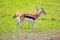 Pair of Thomson\\\'s gazelles