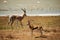 Pair of Thomson's gazelles running on a safari field