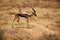 Pair of Thomson's gazelles on a safari field