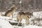 Pair of timber wolves in a winter environment