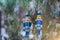 A pair of tin solders hanging on a snowy fir tree in the forest. Christmas toys