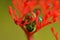 A pair of tiny jewel bug siting on a red flower