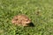 Pair of toads in the grass