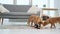 Pair of toller puppies playing with toys