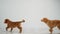 Pair of toller puppies running to side