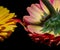 Pair of touching gerbera blooms on black background with a connecting  petal
