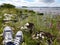 Pair of travelling Converse shoes resting at the edge of a lake