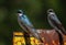 Pair of Tree Swallows Tachycineta bicolor on old rusted No Trespassing Sign 1