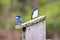 A Pair of Tree Swallows Tachycineta bicolor Sits on a Nest Box in Stroud Preserve, Chester County, Pennsylvania, USA
