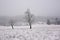 A pair of trees in the meadow, whitewashed by fresh snow