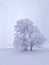 A pair of trees under heavy snowfall