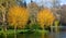 Pair of trees with vibrant yellow branches on island in middle of lake with swans