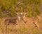 Pair of trophy Whitetail Deer Bucks stand together in field