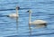 A Pair of Trumpeter Swan (Cygnus buccinator)