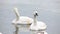 Pair of Trumpeter Swan, Cygnus buccinator