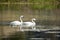 A Pair of Trumpeter Swans