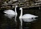 A Pair Of Trumpeter Swans