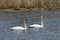 Pair of Trumpeter Swans