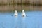 Pair Of Trumpeter Swans Feeding In Pond