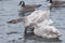 Pair of Trumpeter Swans Preening & Water Dro