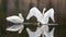 Pair of Trumpeter Swans reflecting while spreading their wings in the Yellowstone River
