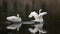 Pair of Trumpeter Swans reflecting while spreading their wings in the Yellowstone River in Yellowstone National Park in Wyoming