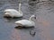 Pair of Trumpeter Swans in the Yellowstone River in Yellowstone National Park in Wyoming