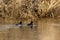 Pair of tufted ducks on a river