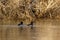 Pair of tufted ducks on a river