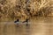 Pair of tufted ducks on a river