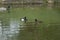 A pair of tufted ducks swimming in a pond along with a male mallard duck