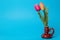 Pair of tulip flowers in vase on a horizontal blue background with copy space