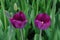 Pair tulips