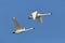 Pair of Tundra Swans in Flight