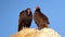 Pair of Turkey Vultures Perched on Rock