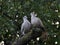 A pair of turtledoves garden_2