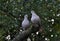 A pair of turtledoves garden_3