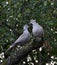 A pair of turtledoves garden_4