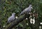 A pair of turtledoves garden_5