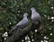 A pair of turtledoves garden